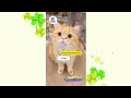 Qúy Qúy và những điều bí ẩn | Cheems Tấu Hài #pets #cat