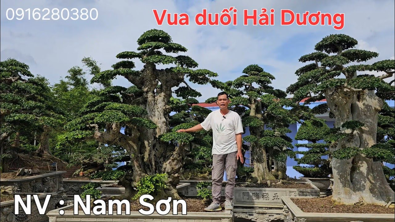 Choáng ngợp vườn duối Nam Sơn ở Hải Dương 