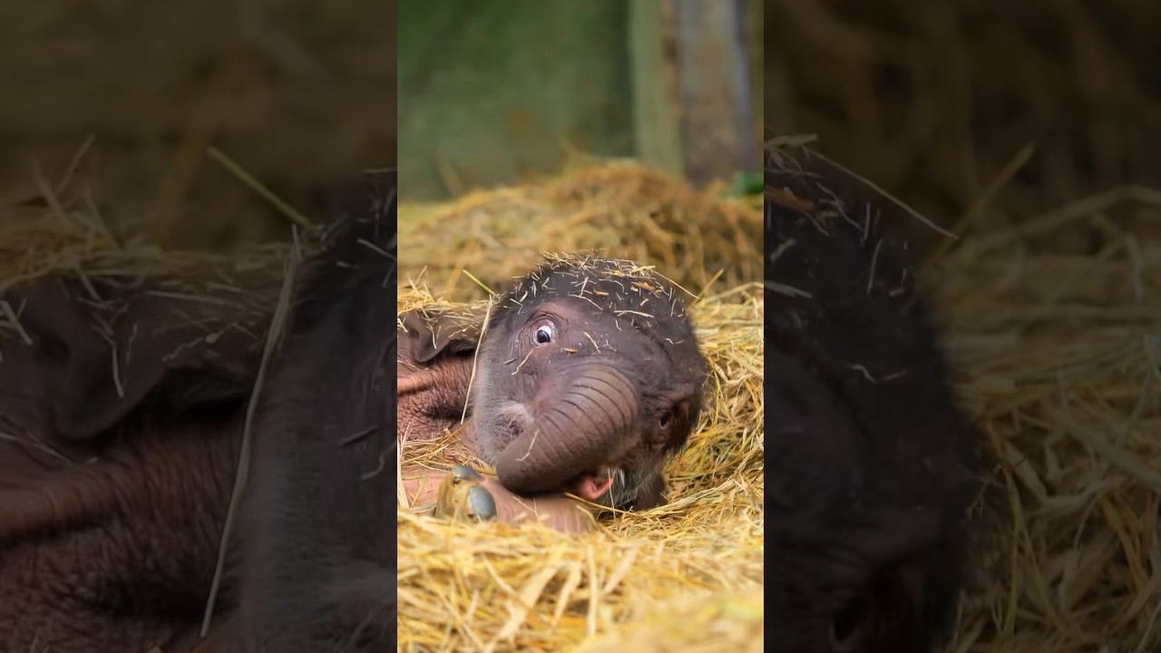 The favorite bed of the baby elephant 