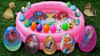 Colorful Surprise Eggs, Butterfly Fish, Lobster, Eel, Koi Fish, Betta Fish, Goldfish, Turtles,