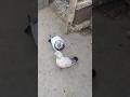 #rampurikabootar #pigeon #kabootar #pigeonlover #pigeonlove #pigeonloft05#lifeisbutadream