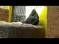 Горилла Тони в Киевском зоопарке играет с одеялом. Zoo gorilla.