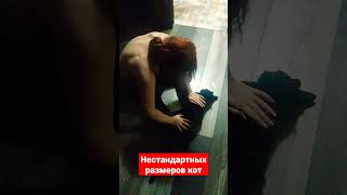 Нестандартных размеров кот