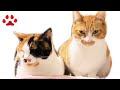 風呂の日　ドライルームになった猫部屋　2021.2.20　みゃうの猫日記(説明欄に時間有)  【Miaou みゃう】