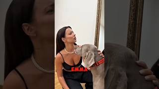 Dogs Go Wild in the House 😱