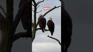 Aguilas