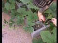 Pruning pumpkins and Leaf mottle