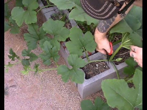 Video: Înlăturarea frunzelor de dovleac: ar trebui să vă tăiați planta de dovleac