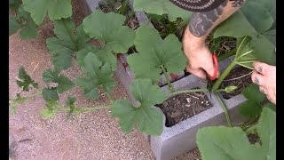 Pruning pumpkins and Leaf mottle