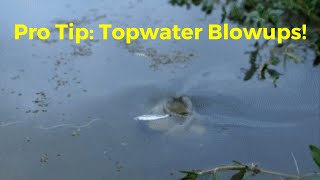 How To Get Missed Topwater Blowups To Bite Again