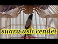 Suara asli burung cendet - cendet 1 isian ( the original voice of long-tailed shrike )