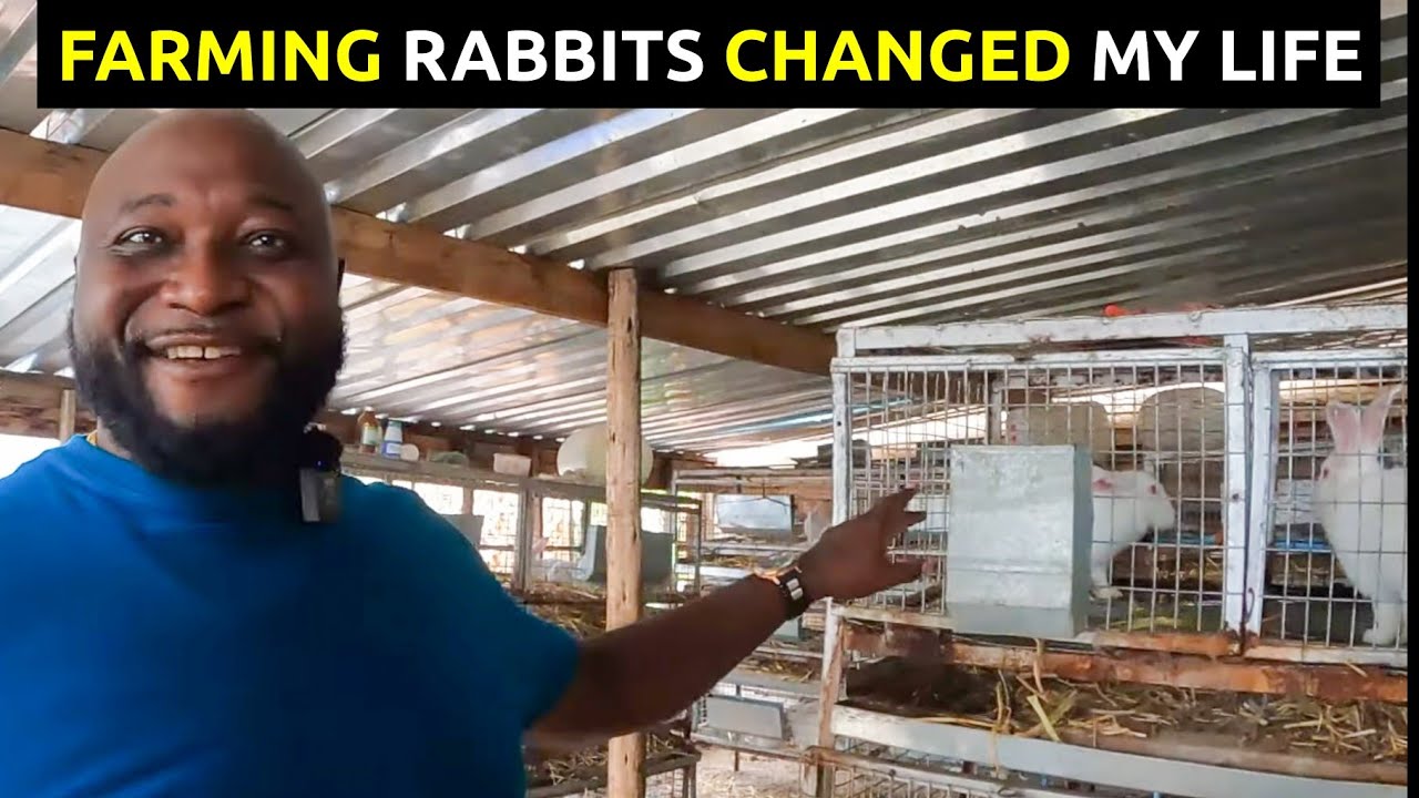 Фермер из Зимбабве построил успешный бизнес по разведению кроликов в Хараре