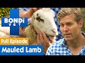 🐑 Orphan Lamb Has Been Mauled By A Dog | FULL EPISODE | S08E09 | Bondi Vet
