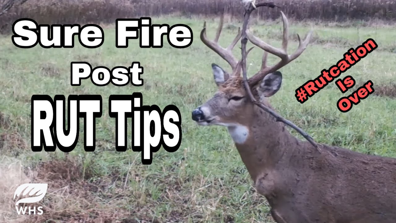 How To Hunt AFTER The Rut YouTube