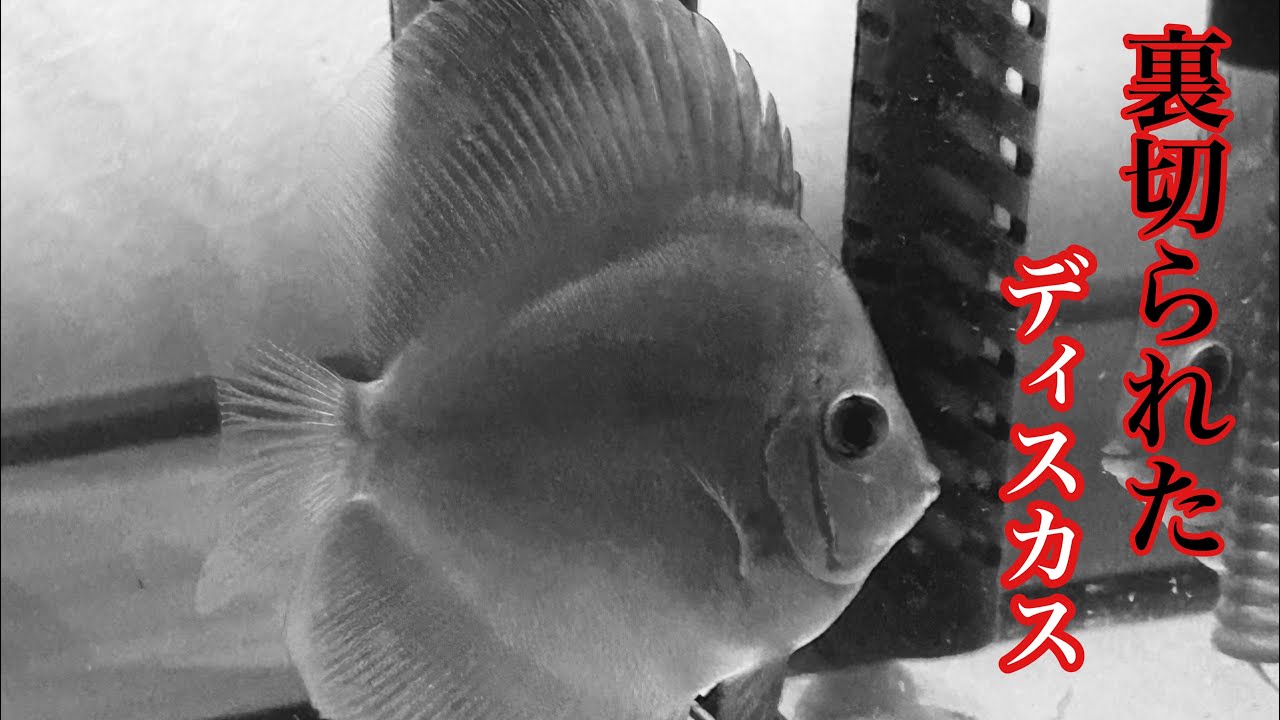 ディスカスの飼育者絶賛！水槽の透明度アップ！有害物質、感染症