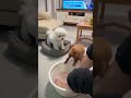 **ManoVsPuppyOfficial – Funny Dog & Cat Videos | Cute Puppies, Crazy Cats, Pet Comedy, Viral Animal