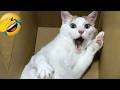 Hilarious Animals Guaranteed to Make You Burst Out Laughing! 😅