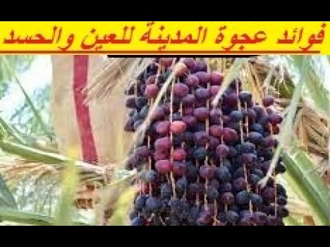 نخلة عجوة المدينة المنورة الحقيقية التي ذكرها رسولنا الكريم