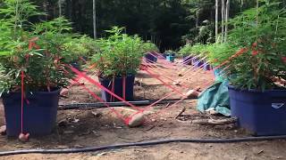 H.B.E garden footage