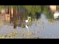 БОЛЬШАЯ БЕЛАЯ цапля / Чепура велика /GREAT WHITE egret