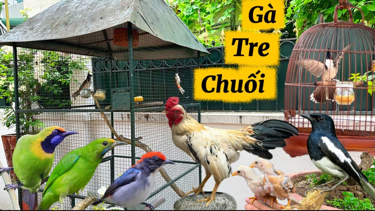 CHÀO MÀO thay lông vẫn CHÉ CỰC TỐT & Lên Vạn Phúc kiếm chim CHOÈ THAN THUẦN || Đạt Bird TV