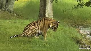 Jasmine stalking the keeper. Jasmine tigress at Big Cat Rescue.