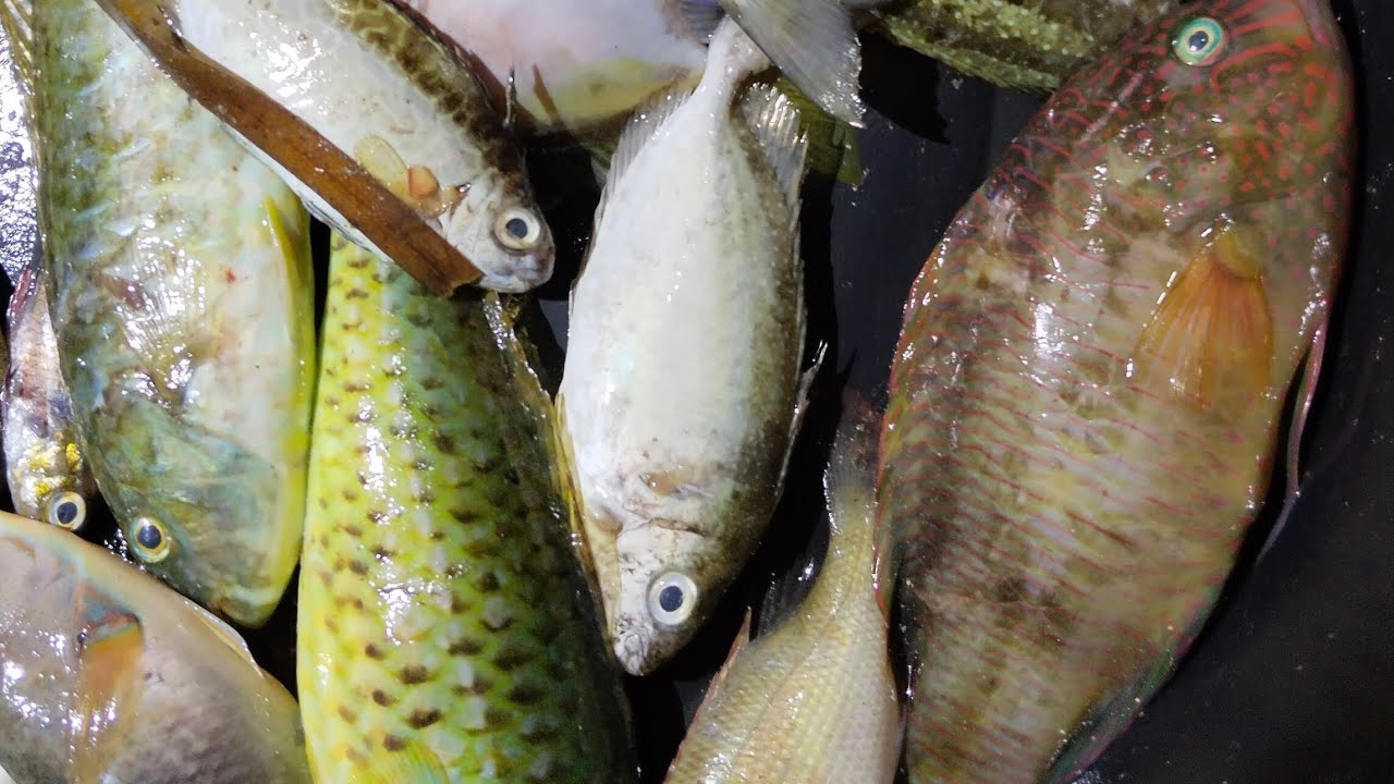 Konte lang lods ang huli kasi malakas ang ulan at hangin pero libreng ulam na lods👍‼️ #RABYVLOG.