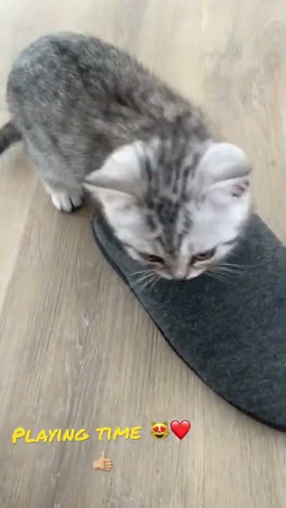 Spielzeit mit BKH Kitten - Playing with Cat Baby 🍼 🐈 #shorts #cat #bkh #cute #share