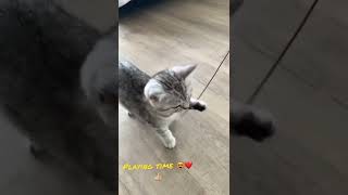 Spielzeit Mit Bkh Kitten - Playing With Cat Baby