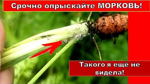 ТАКОГО НА МОРКОВИ Я ЕЩЁ НЕ ВИДЕЛА!Срочно опрыскайте морковку от тли. Биопрепараты и народные методы