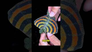 This Lizard Glides Like a Dragon
