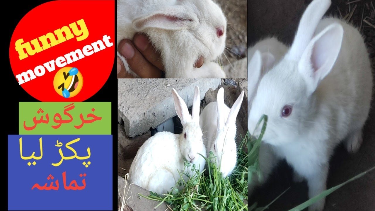 Successful In Catching Rabbit Ok Knowledge YouTube