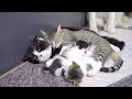 育児で疲れて夫猫に必死で甘える母猫・こんな幸せな猫家族を見たことがなかった
