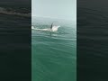 Shark Attack at the boat with a 10 yr old videoing