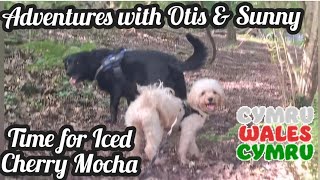 Otis & Sunny search St. Julian's Wood in Christchurch for the lesser spotted Iced Cherry Mocha!!!