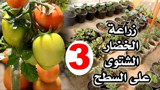 ازاى تزرع خضار وفاكهه فوق السطح او البلكونة بسهولة || اجابات كل الاسئلة عمليا بالفيديو