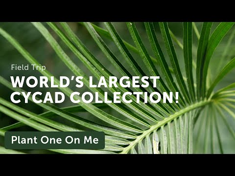 Vídeo: Cycad