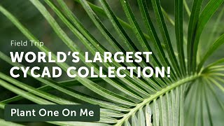 World's Largest Cycad Collection at Nong Nooch, Thailand — Plant One On Me — Ep. 146 screenshot 2