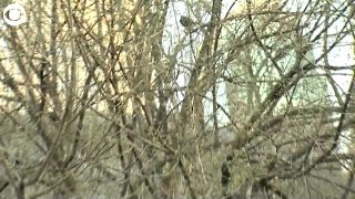 WEB EXTRA: Birdwatching Surges In Popularity During Pandemic