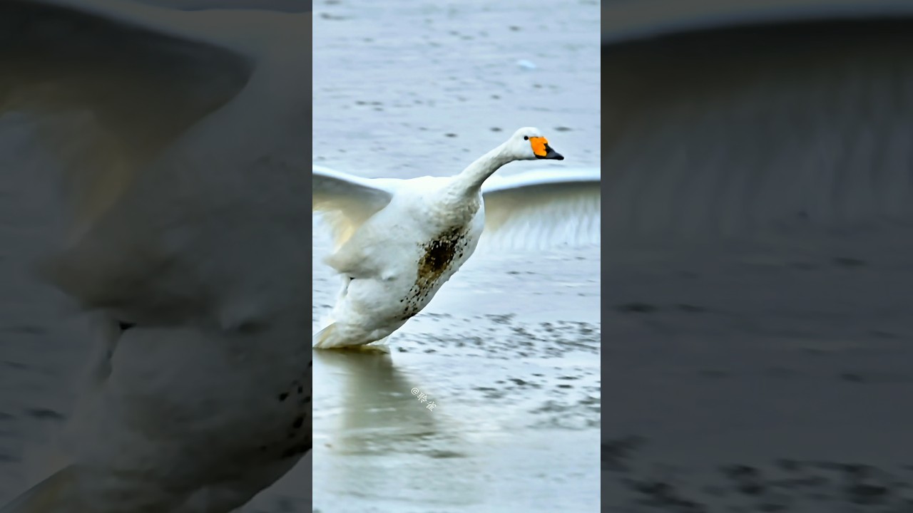 一只快乐的天鹅，自己玩的开心， #birds #wildlife #goose