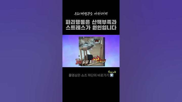 강아지의 파괴행동은 산책부족과 스트레스로 부터 시작됩니다 #강아지운동 #강아지산책 #강아지파괴행동