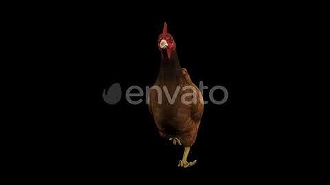 Chicken Run Front View | Motion Graphics - Envato elements