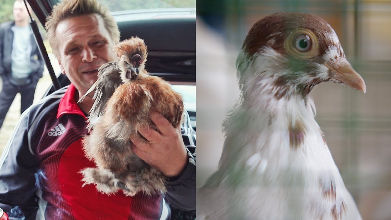 Na berzi sitnih životinja u Tešnju, gdje se ljubitelji okupljaju! 🐔