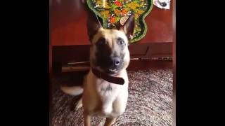 Belgian Malinois High Energy Funny Teeth Chattering