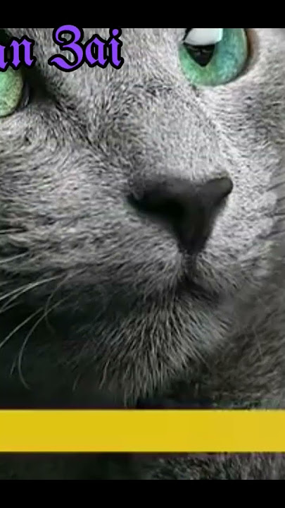 Kucing termahal Di Dunia Peringkat 7. Russian Blue
