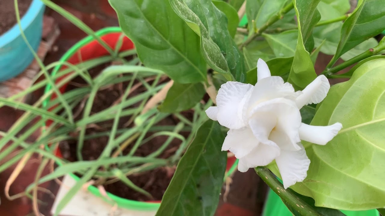 Terrace Garden In Tamil Adukku Nanthiyavattai YouTube terrace-garden-in-tamil-adukku-nanthiyavattai-youtube