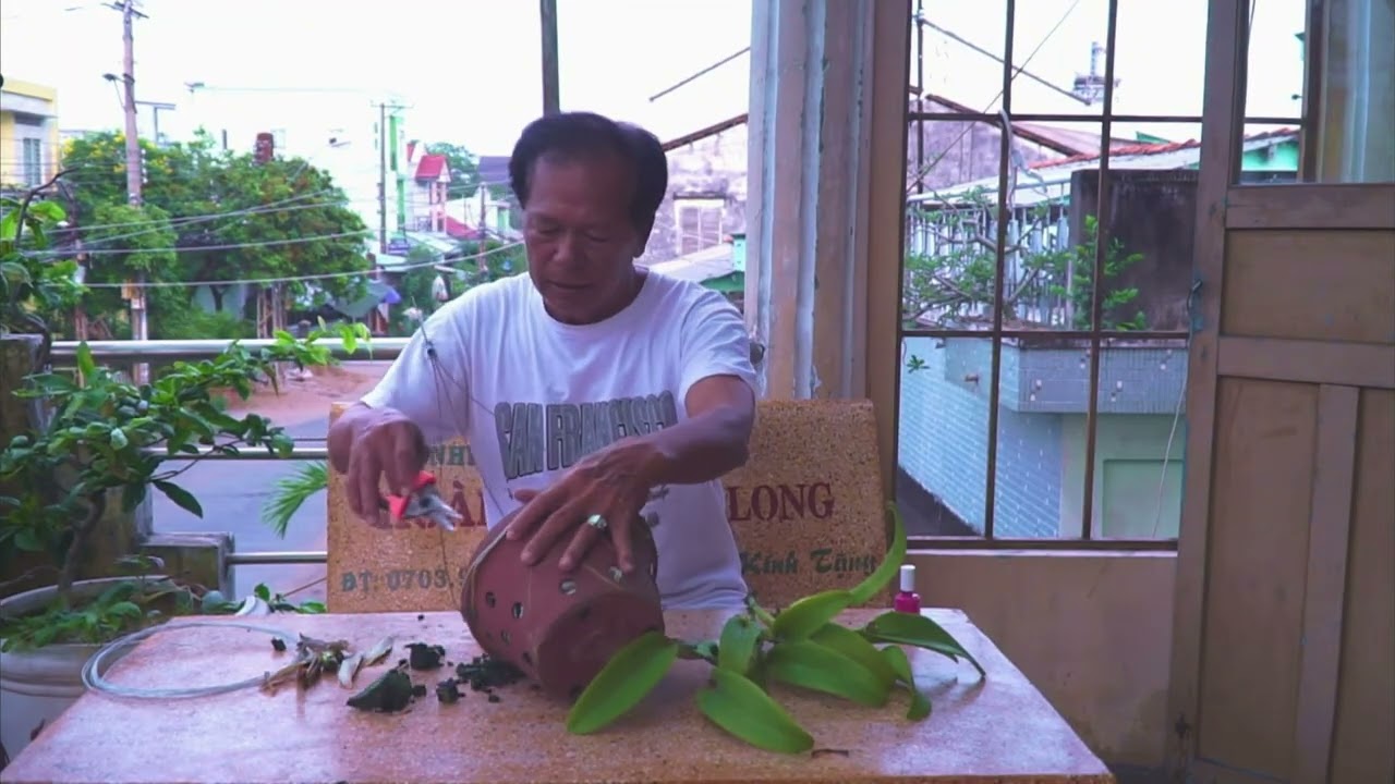 Cách trồng Hoa Lan nở hoa nhiều nhất 