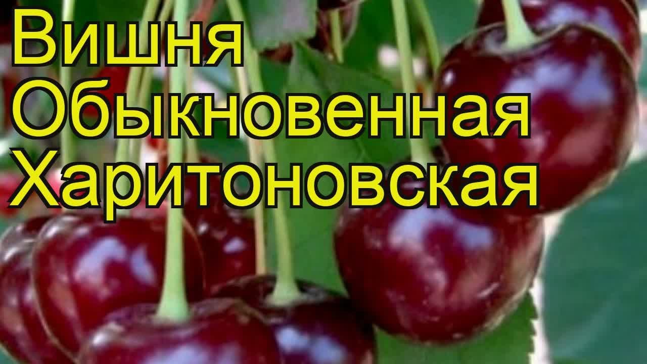 Вишня Харитоновская Описание Сорта Фото Отзывы