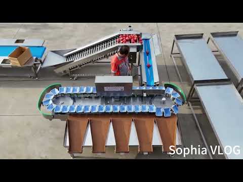 Tomato weight sorting machine