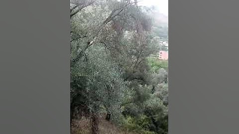احبابي مسخيتش نجي  من الطبيعه 😍 نسيت راسي 🤩🤩